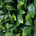Portable Laurel Hedge UV Stabilised 75cm X 75cm