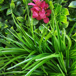 Pink Lily Vertical Garden UV Stabilised 1m X 1m