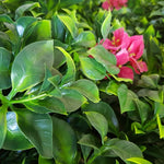 Pink Lily Vertical Garden UV Stabilised 1m X 1m