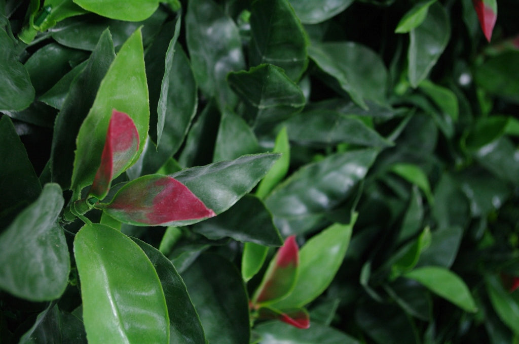 Portable UV Artificial Hedge Plant Photinia 75cm X 75cm