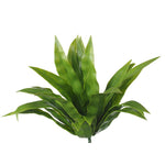Aloe Vera Stem UV