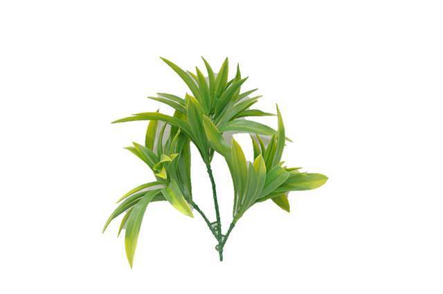 Dracaena (Yucca) Stem UV