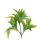 Dracaena (Yucca) Stem UV