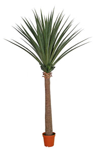 Large Artificial Dracaena (Yucca) 260cm