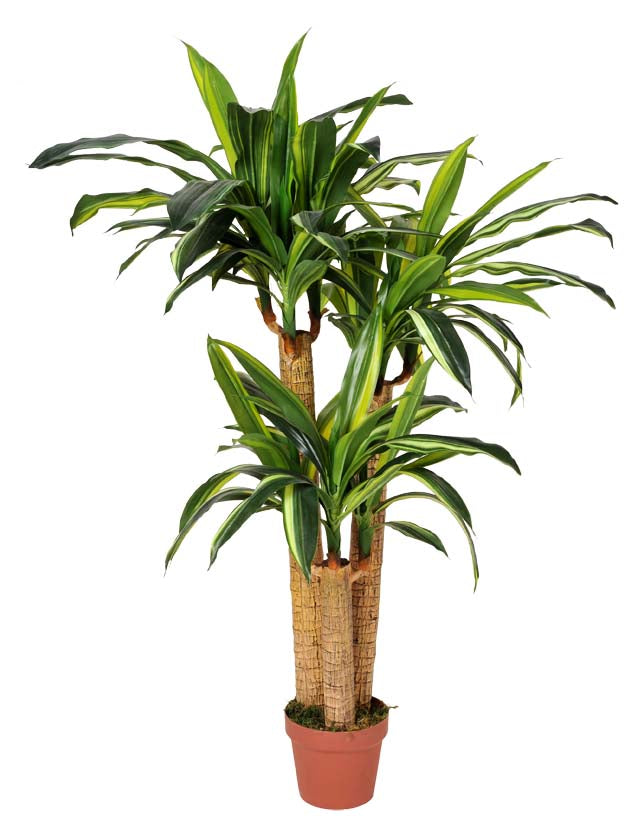 Artificial Dracaena Fragrans (Corn Plant) 130cm Multiple Stems