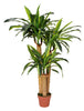 Artificial Dracaena Fragrans (Corn Plant) 130cm Multiple Stems