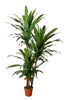 Artificial Dracaena 230cm