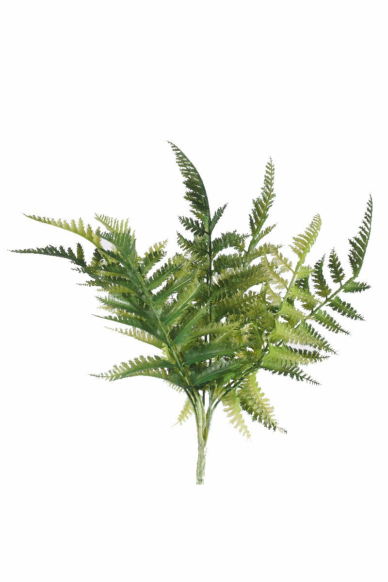 Dryopteris Fern Stem 30cm