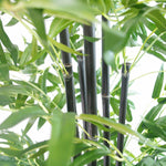 UV Stabilized Artificial Japanese Bamboo On A Black Trunk 1.8m