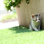 Synthetic Artificial Grass Turf 5 sqm Roll - 20mm