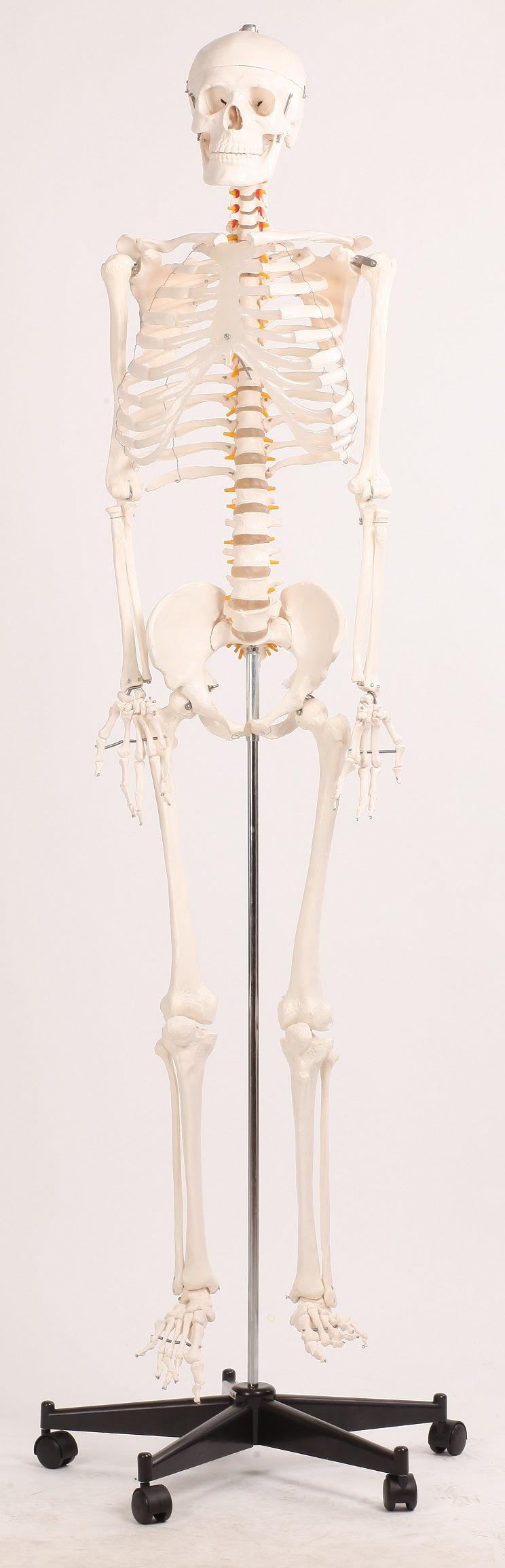 Human Skeleton Anatomical Model 180cm