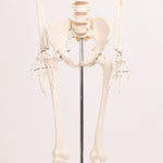 Human Skeleton Anatomical Model 180cm