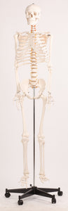 Human Skeleton Anatomical Model 180cm