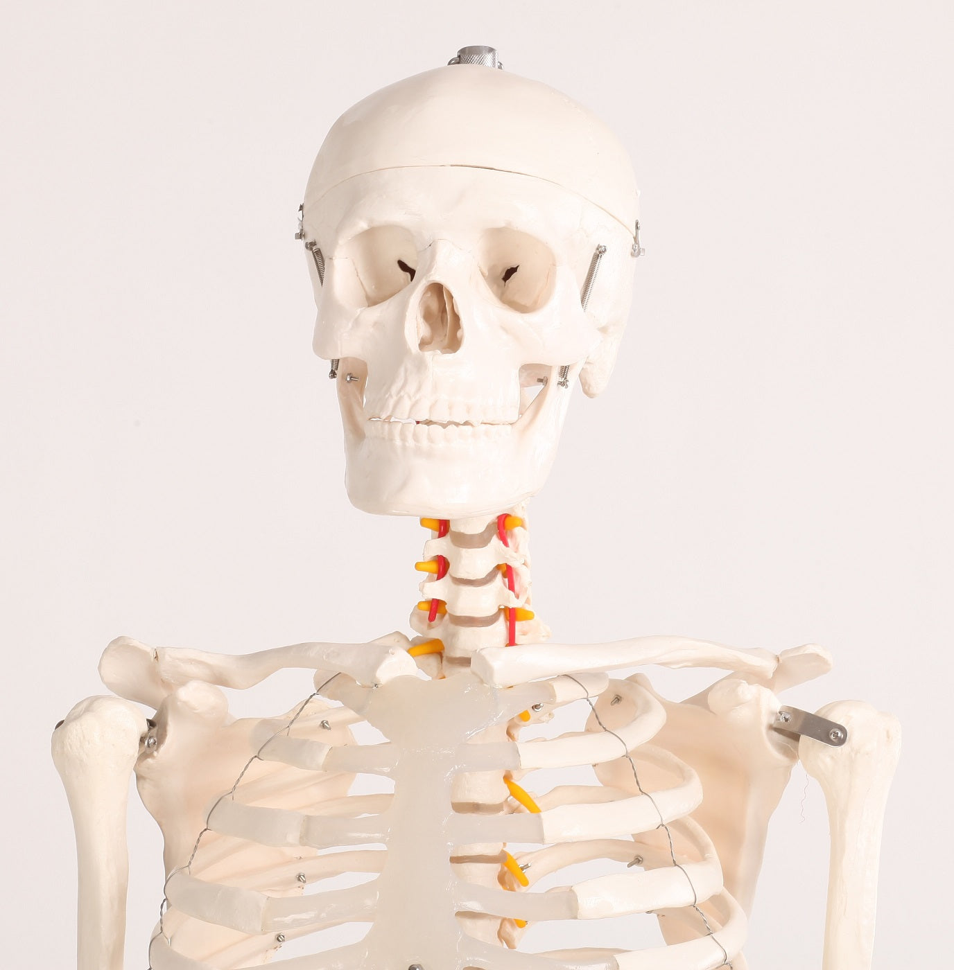 Human Skeleton Anatomical Model 180cm