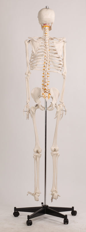 Human Skeleton Anatomical Model 180cm