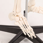 Human Skeleton Anatomical Model 180cm