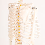 Human Skeleton Anatomical Model 180cm