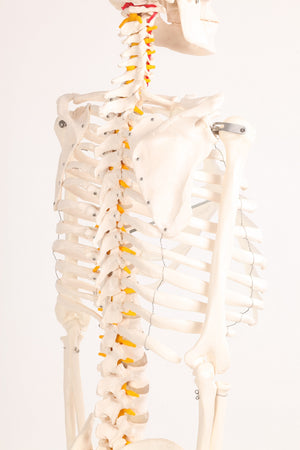 Human Skeleton Anatomical Model 180cm