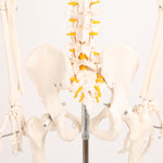 Human Skeleton Anatomical Model 180cm