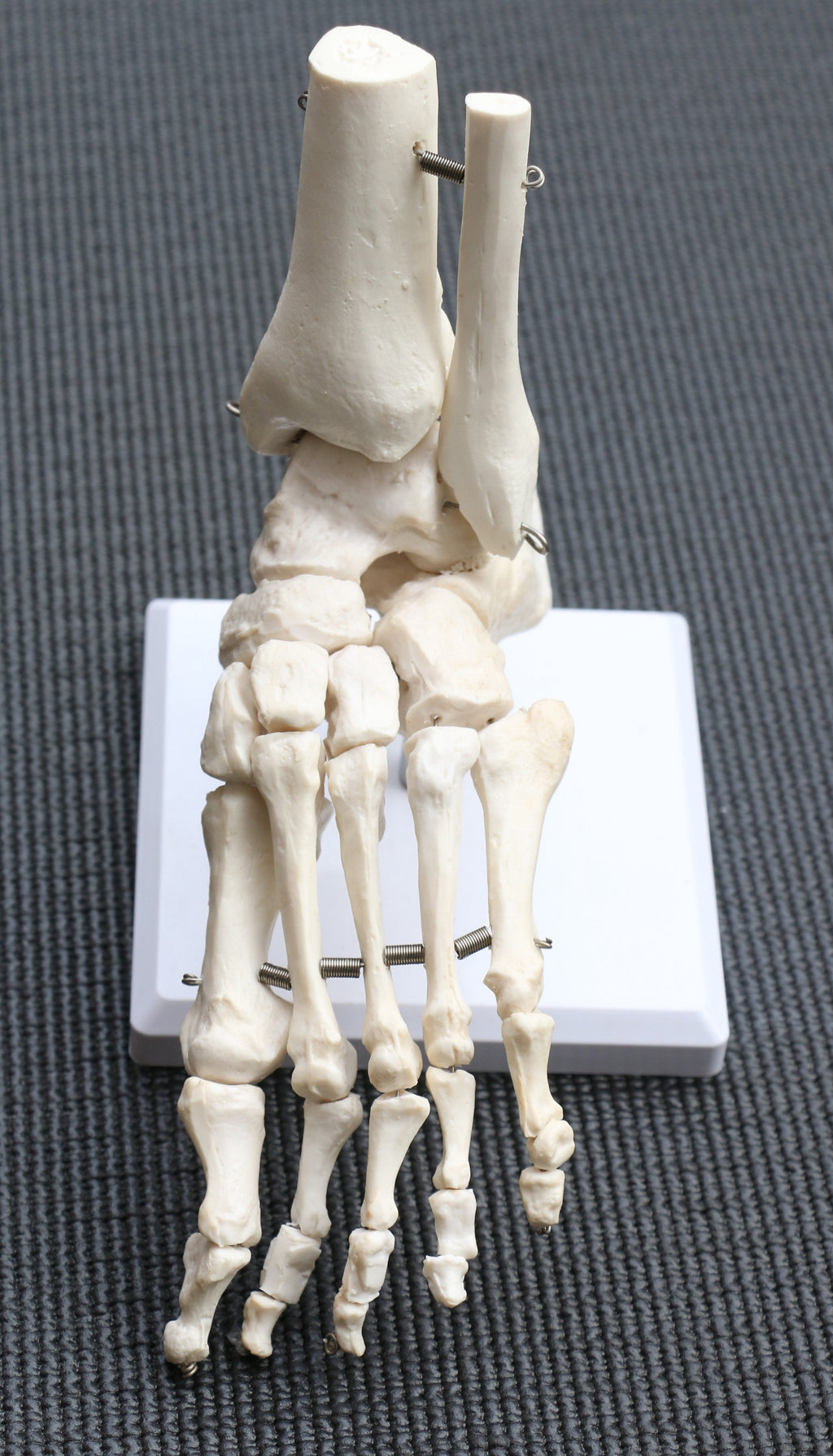 Life Size Foot Joint Anatomical Model Skeleton