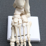 Life Size Foot Joint Anatomical Model Skeleton