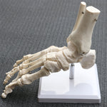 Life Size Foot Joint Anatomical Model Skeleton