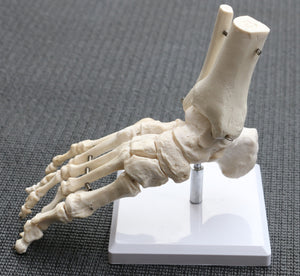 Life Size Foot Joint Anatomical Model Skeleton