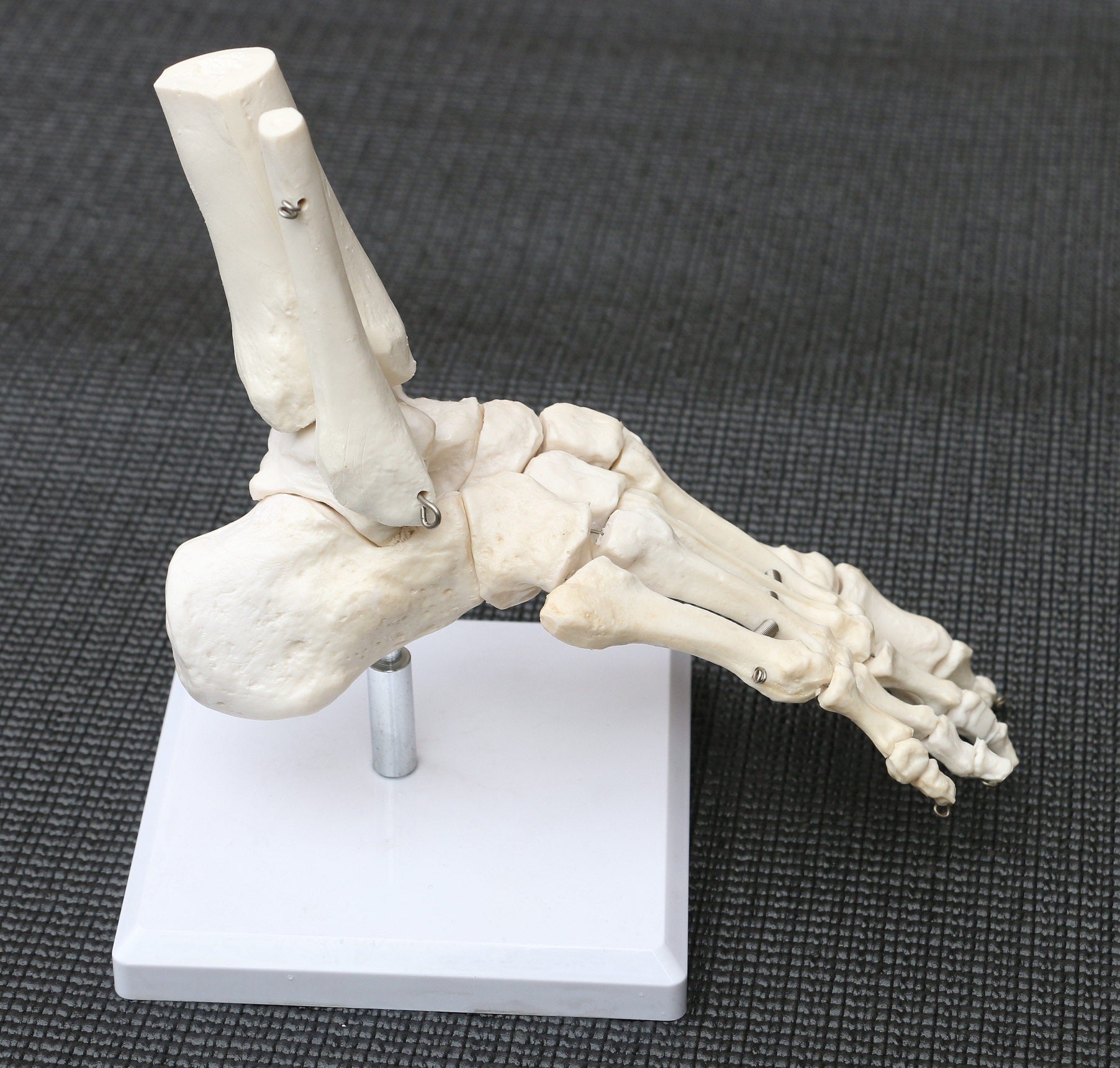 Life Size Foot Joint Anatomical Model Skeleton