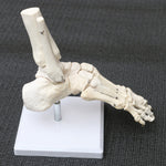 Life Size Foot Joint Anatomical Model Skeleton