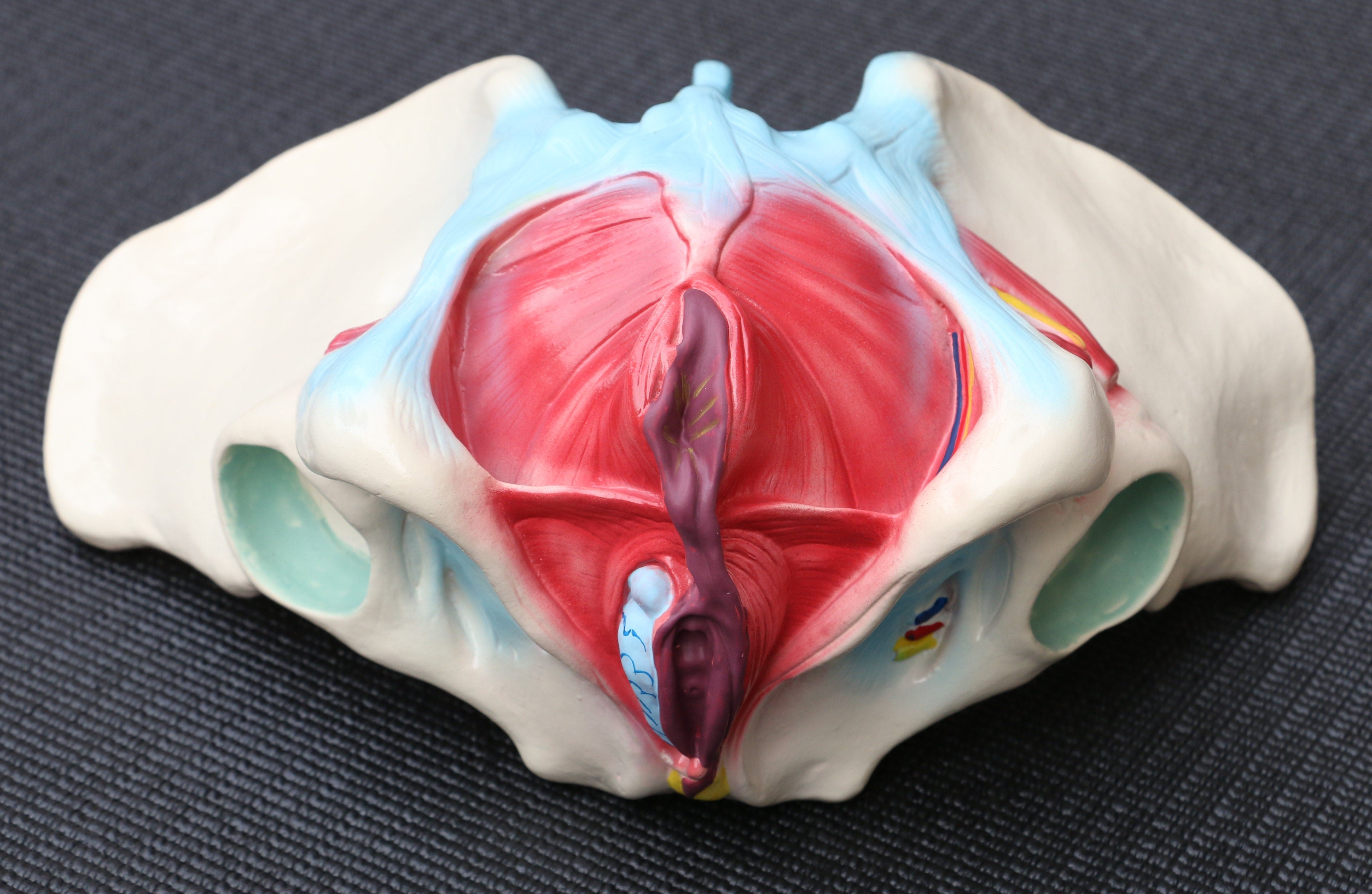 Female Pelvis Anatomical Model