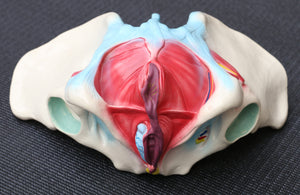 Female Pelvis Anatomical Model