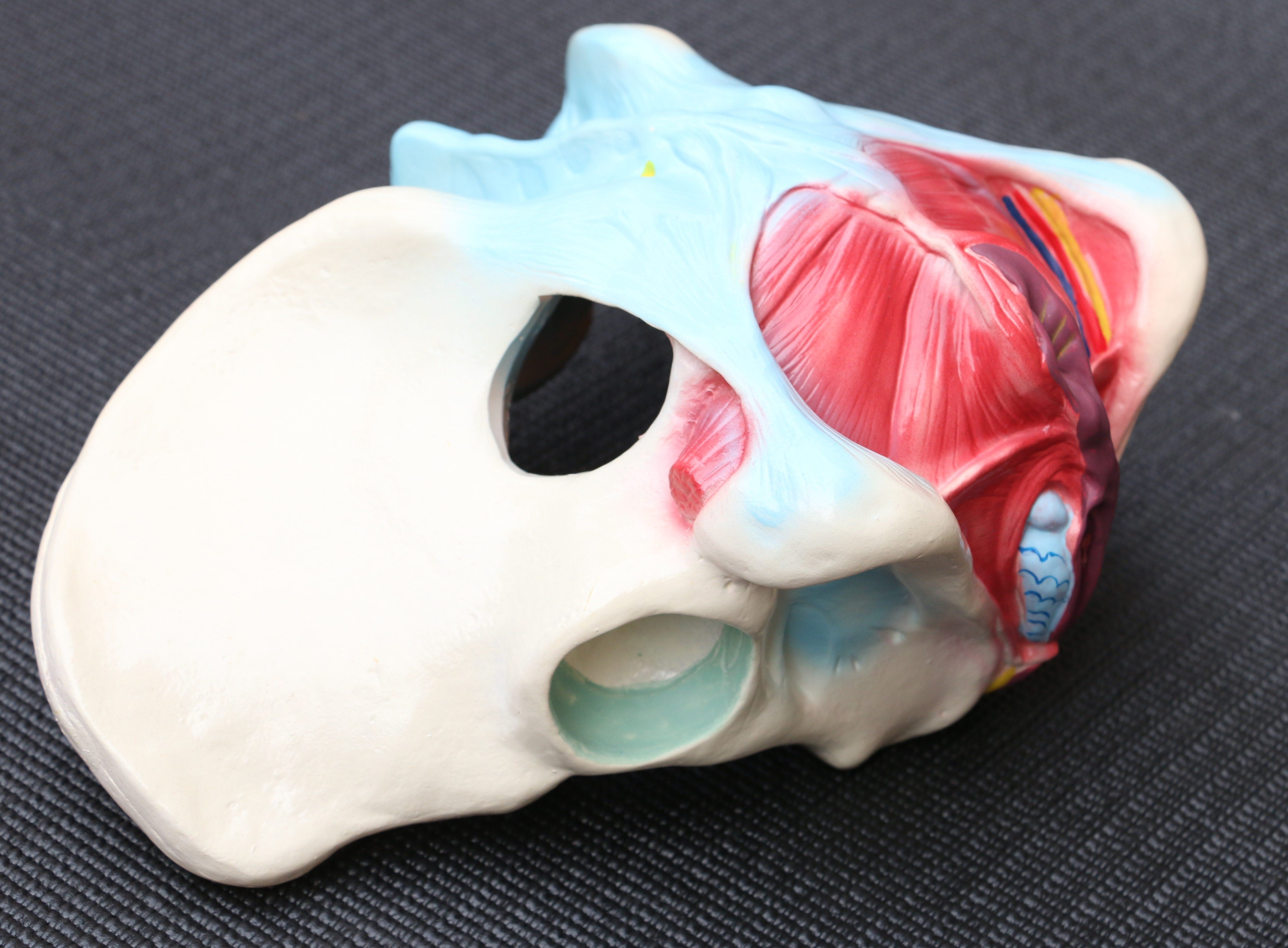 Female Pelvis Anatomical Model