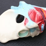 Female Pelvis Anatomical Model