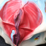 Female Pelvis Anatomical Model