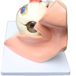 Anatomical Human Eye with Orbit Model