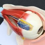 Anatomical Human Eye with Orbit Model