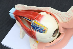 Anatomical Human Eye with Orbit Model