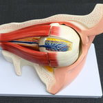 Anatomical Human Eye with Orbit Model