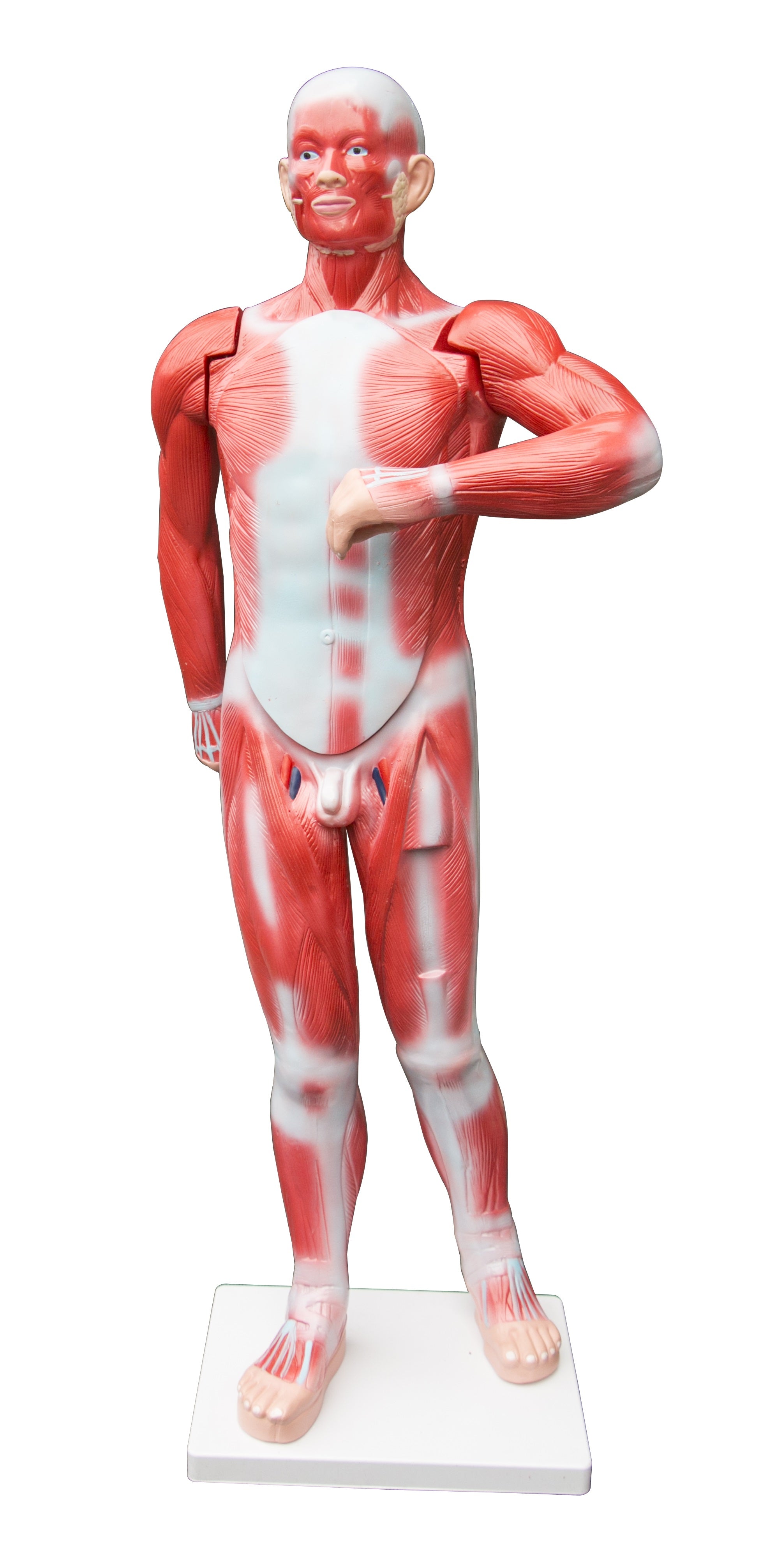 Human Anatomical Muscular Model Muscle System