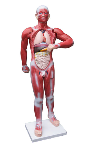 Human Anatomical Muscular Model Muscle System