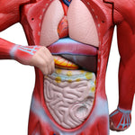 Human Anatomical Muscular Model Muscle System