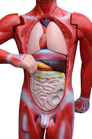 Human Anatomical Muscular Model Muscle System