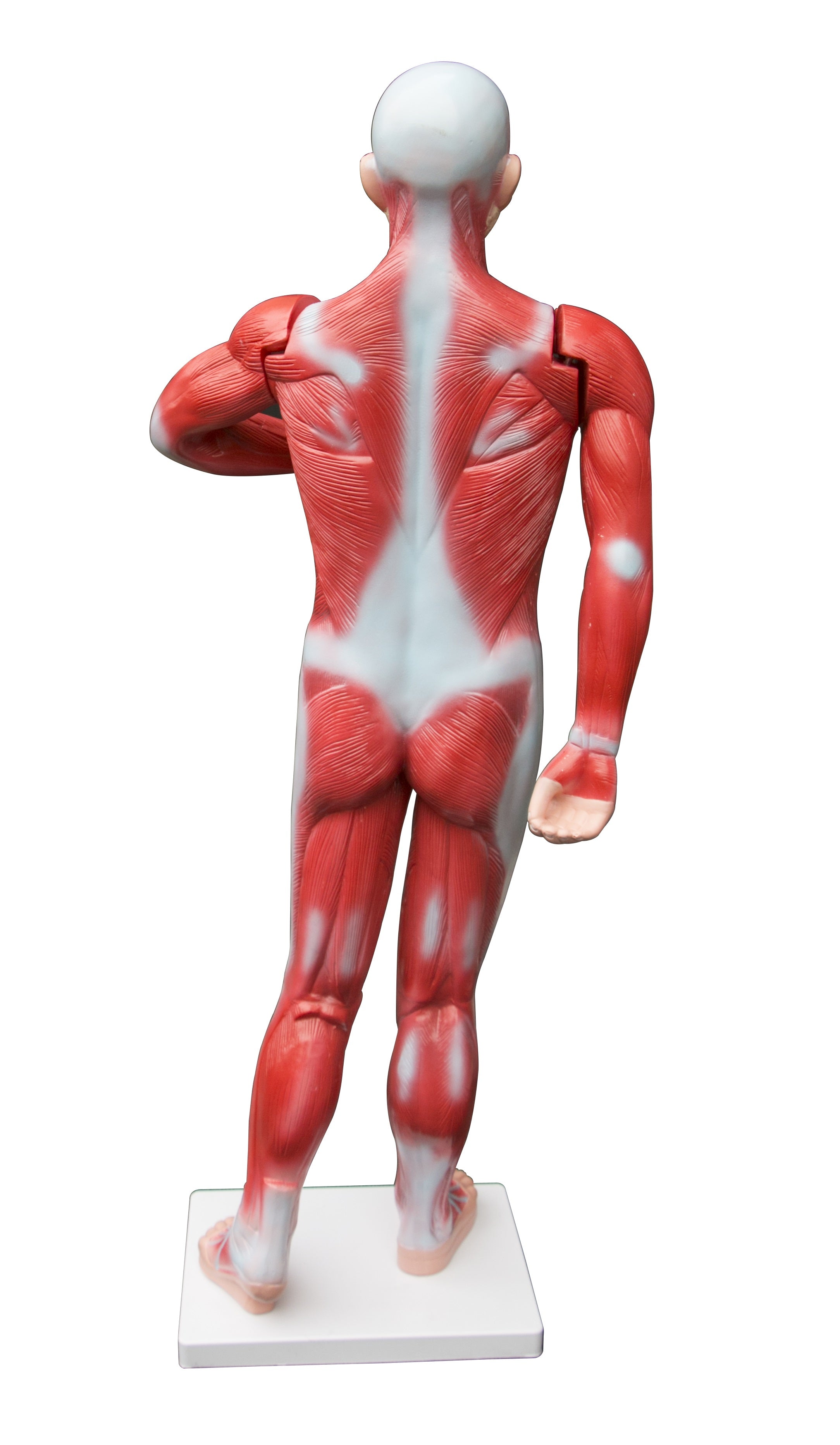 Human Anatomical Muscular Model Muscle System