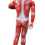 Human Anatomical Muscular Model Muscle System