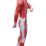 Human Anatomical Muscular Model Muscle System