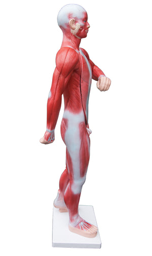 Human Anatomical Muscular Model Muscle System