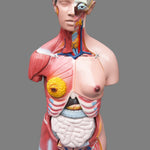 Human 80cm Unisex Torso Anatomical Model Skeleton Life Size