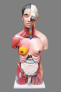 Human 80cm Unisex Torso Anatomical Model Skeleton Life Size