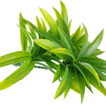 Dracaena (Yucca) Stem UV