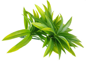 Dracaena (Yucca) Stem UV